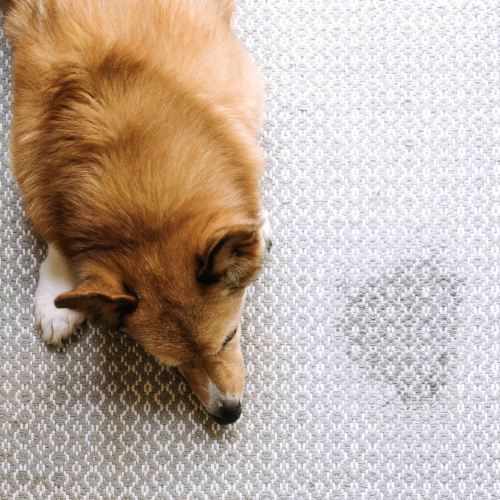 Best Pet Odor Stain Removal Westerville Oh
