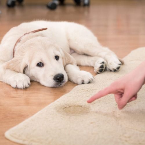 Pet Odor Removal Services
