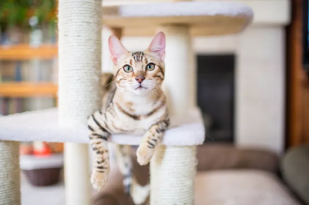 True Clean Pet Odor Removal Blog