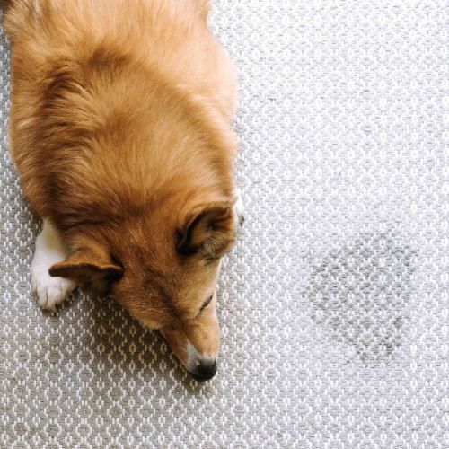 Best Pet Odor Stain Removal Upper Arlington Oh